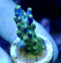 超激レア　ネームド個体【CE Violet Crumble acropora 】色揚げ個体　Coral Essentials sustainable reef　オーストラリア産サンゴ_画像4