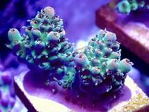 BLACK FRIDAY SALE超激レア 色揚げ個体【IF ultra grade acropora .sp 】色揚げ個体 エッジオレンジポリプレッド　オーストラリア産サンゴ_画像2