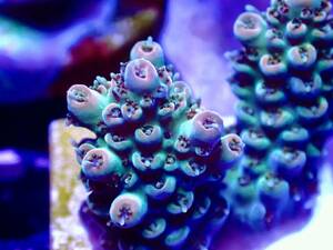 BLACK FRIDAY SALE超激レア 色揚げ個体【IF ultra grade acropora .sp 】色揚げ個体 エッジオレンジポリプレッド　オーストラリア産サンゴ