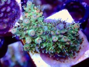 BLACK FRIDAY SALE超激レア 色揚げ個体【IF ultra grade acropora .sp 】色揚げ個体 エッジオレンジポリプレッド　オーストラリア産サンゴ