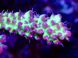 激レア 色揚げ個体【AUS産 strawberry shortcake acropora 】色揚げ個 ストロベリーショートケーキ オーストラリア産ミドリイシ