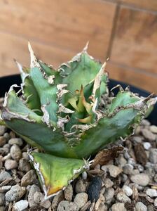 Agave titanota シエラミクステカ 斑入り　 アガベ　チタノタ　オテロイ