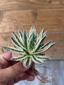 US株 Agave schidigera 'Royal Flush' アガベ　シジゲラ　ロイヤルフラッシュ　01