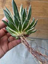 US株 Agave schidigera 'Royal Flush' アガベ　シジゲラ　ロイヤルフラッシュ　02_画像5