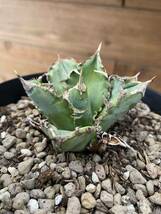 Agave titanota シエラミクステカ 斑入り　 アガベ　チタノタ　オテロイ_画像5