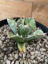 Agave titanota シエラミクステカ 斑入り　 アガベ　チタノタ　オテロイ_画像3