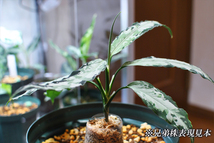 Aglaonema pictum ”蛍烏賊” 【TK080918】アグラオネマ ピクタム ほたるいか TK便 ネームド 増殖株_画像2