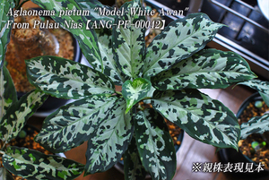 Aglaonema pictum "Model-White Awan” From Pulau Nias 【ANG-PF-00042】増殖株 ホワイトアワン アグラオネマ ピクタム ネームド