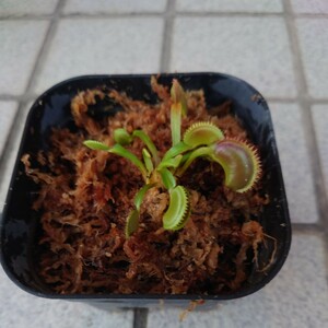 食虫植物 ハエトリソウ Dionaea muscipula 'Tiger fang'　