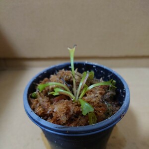 食虫植物 ハエトリソウ Dionaea muscipula 'Spotty'　