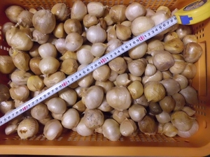 ジャンボニンニク　1㎏　無臭　無農薬栽培　食用・種用　送料込み