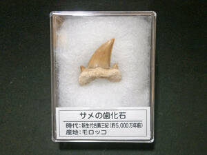 サメの歯の化石 モロッコ産 プラケース入り(1)