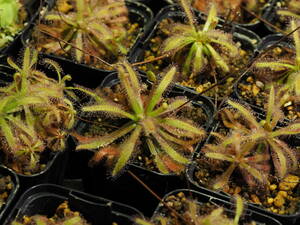 Drosera latifolia giant, Serra do Cabral, Brazilの種子 20粒 食虫植物 モウセンゴケ ドロセラ