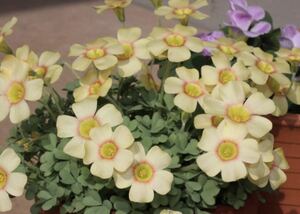 ラストお値下げOxalis obtusa Apricot Cream 球根 鮮やかな目立つお花です(o^^o)