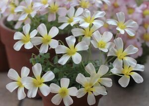 土日最終！値下げ Oxalis obtusa Rosey Breeze 球根 白系～花弁裏に模様入りのオブツーサです(*^^*)