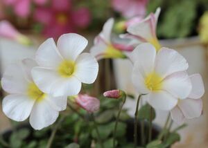 最終お値下げ Oxalis obtusa Marshmallow 球根 2球 和紙のような柔らかな白花（花弁裏はピンクの模様あります）