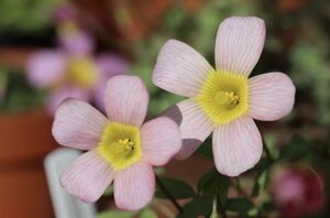 値下げ 植え付け時期 Oxalis obtusa hybrid mist 球根 花びら裏の模様も綺麗です 葉など繊細なオブツーサです(*^^*)