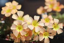 最終お値下げ Oxalis obtusa Sunset Cream 淡いクリーミーカラーがとっても可愛い(*^^*)中輪sizeのまとまりあるobtusaです♪_画像2