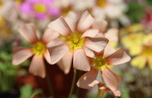お値下げ中 Oxalis obtusa hybrid Damask Rose × Rose 球根 淡いオレンジ色の癒されるお花が咲きます(*^^*)♪_画像2