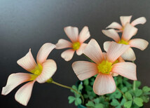 お値下げ中 Oxalis obtusa hybrid Damask Rose × Rose 球根 淡いオレンジ色の癒されるお花が咲きます(*^^*)♪_画像4