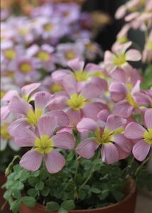 Oxalis obtusa Diva 球根 2～3球 綺麗な大輪obtusa 少し背丈もあり遠目でも目立ちます☆彡