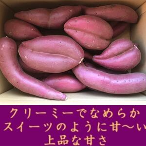 『味、甘さが違います』　シルクスイート　【　二股、曲がり　B等級　】５kg さつまいも　糖度抜群　限定 　訳有り　上品な甘さ　安い 