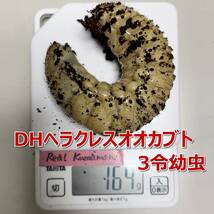 【RK】カブトマット　10L　1個　完熟発酵　菌床マット　プレミアム　国産・外国産カブトムシに最適！！　幼虫・産卵におすすめ！_画像10