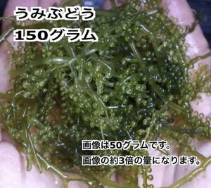 【送料込み】海ぶどう 約150g リフジウムやハギ類のおやつに。 ウミブドウ 海水魚 海藻