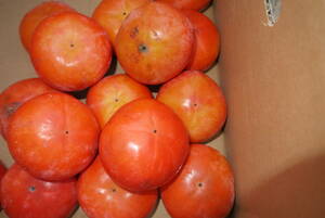 和歌山の農家から富有柿２．５キロ　(家庭用）　8　甘い柿です　送料無料
