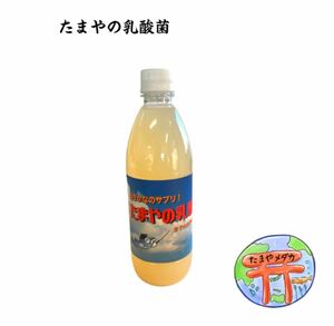 【富士宮めだか】 たまやの乳酸菌 1本 針子の餌 ミジンコ ゾウリムシ タマミジンコ エサ めだか メダカ 