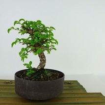 盆栽 楡欅 樹高 約12～14cm にれけやき Ulmus parvifolia ニレケヤキ 紅葉 ニレ科 落葉樹 観賞用 小品 数量物 セレクト_画像2