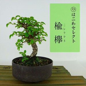 盆栽 楡欅 樹高 約12～14cm にれけやき Ulmus parvifolia ニレケヤキ 紅葉 ニレ科 落葉樹 観賞用 小品 数量物 セレクト