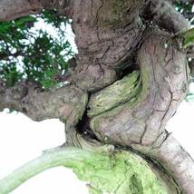 盆栽 真柏 樹高 約31cm しんぱく Juniperus chinensis シンパク “ジン シャリ” ヒノキ科 常緑樹 観賞用 現品_画像7