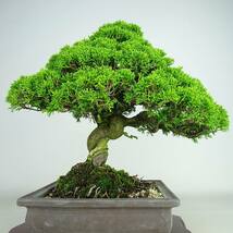 盆栽 真柏 樹高 約31cm しんぱく Juniperus chinensis シンパク “ジン シャリ” ヒノキ科 常緑樹 観賞用 現品_画像3