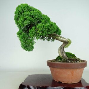 Bonsai Kashiwa Tree Высота около 29 см Shinpaku Juniperus chinensis Система "Shari" Evergreeen Trees