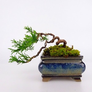  bonsai genuine Kashiwa height of tree top and bottom approximately 7cm....Juniperus chinensissin Park hinoki . evergreen tree .. for small goods reality goods 