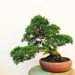  bonsai genuine Kashiwa height of tree approximately 25cm....Juniperus chinensissin Park Gin car li~ hinoki . evergreen tree .. for reality goods 
