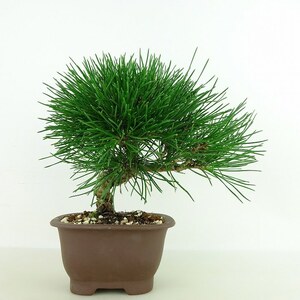 盆栽 黒松 樹高 約16cm くろまつ Pinus thunbergii クロマツ マツ科 常緑樹 観賞用 小品 現品