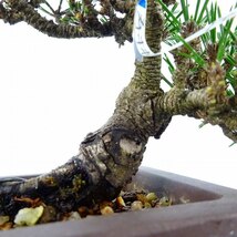 盆栽 松 黒松 寿寸松 樹高 約9cm くろまつ Pinus thunbergii クロマツ 寸松 マツ科 常緑針葉樹 観賞用 小品 現品_画像8