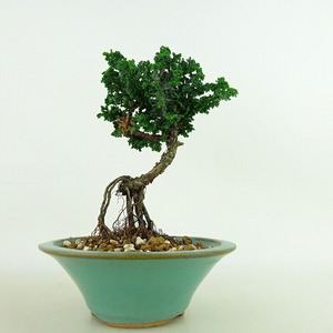  bonsai . stone .. height of tree approximately 13cm..... .Chamaecyparis obtusaseka hinoki root on . hinoki . evergreen tree .. for small goods reality goods 