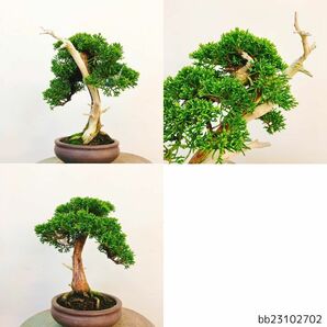 盆栽 真柏 樹高 約20cm しんぱく Juniperus chinensis シンパク “ジン シャリ” ヒノキ科 常緑樹 観賞用 小品 現品の画像2