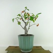 盆栽 海棠 樹高 約20cm かいどう Malus micromalus カイドウ 実物 バラ科 落葉樹 観賞用 小品 現品_画像1