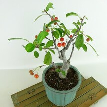 盆栽 海棠 樹高 約20cm かいどう Malus micromalus カイドウ 実物 バラ科 落葉樹 観賞用 小品 現品_画像8