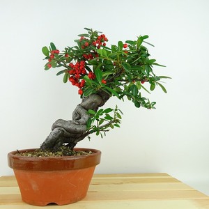 盆栽 ピラカンサ 樹高 約24cm Pyracantha 実物 赤 バラ科 常緑樹 観賞用 現品