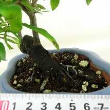 盆栽 老爺柿 樹高 約16cm ろうやがき Diospyros rhombifolia ロウヤガキ 実物 カキノキ科 落葉～半落葉樹 観賞用 小品 現品_画像5