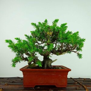 盆栽 杜松 樹高 約17cm としょう Juniperus rigida トショウ “シャリ” ヒノキ科 常緑針葉樹 観賞用 小品 現品