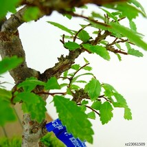 盆栽 楡欅 樹高 約18cm にれけやき Ulmus parvifolia ニレケヤキ 紅葉 ニレ科 落葉樹 観賞用 小品 現品_画像8