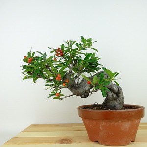 盆栽 ピラカンサ 樹高 約21cm Pyracantha 実物 赤 バラ科 常緑樹 観賞用 現品