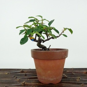 盆栽 花梨 樹高 約9cm かりん Pseudocydonia sinensis カリン バラ科 落葉樹 観賞用 小品 現品