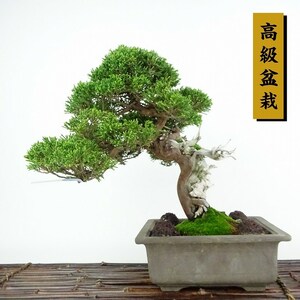  bonsai genuine Kashiwa height of tree approximately 26cm.... high class bonsai Juniperus chinensissin Park * Gin car li~ hinoki . evergreen tree .. for reality goods 